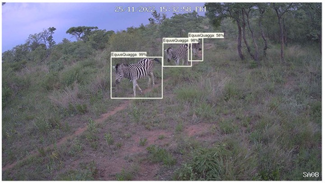 Conservation AI's system can capture images and identify animals in their natural habitats, such as these zebras in Limpopo, South Africa..