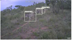 Conservation AI's system can capture images and identify animals in their natural habitats, such as these zebras in Limpopo, South Africa..