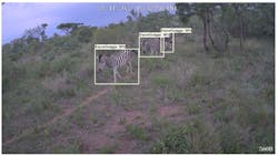Conservation AI&apos;s system can capture images and identify animals in their natural habitats, such as these zebras in Limpopo, South Africa..