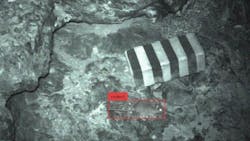 An indigenous deer mouse on Santa Cruz Island An indigenous deer mouse on Santa Cruz Island