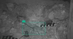 Image of a rat taken in Ventura, Calif., on the mainland, The striped block is for scale. Image of a rat taken in Ventura, Calif., on the mainland, The striped block is for scale.