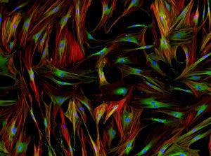 resizedadobestock_102371767300x223