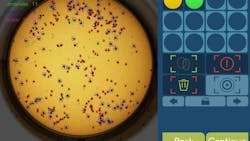 Figure 3: One well of a 4X3 well plate with a 350 uL sample from an Artemia hatching tank. Figure 3: One well of a 4X3 well plate with a 350 uL sample from an Artemia hatching tank.