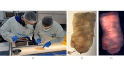 Figure 2: (a) Experts manually inspect the fish and label the location of nematodes on corresponding images using an iPad. (b) RGB image with annotation. (c) Synthetic RGB image extracted from hyperspectral data. Figure 2: (a) Experts manually inspect the fish and label the location of nematodes on corresponding images using an iPad. (b) RGB image with annotation. (c) Synthetic RGB image extracted from hyperspectral data.