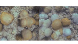 Figure 3: Raw images of Hall Bank coral reef taken by cameras installed on Hydrus drones. Figure 3: Raw images of Hall Bank coral reef taken by cameras installed on Hydrus drones.