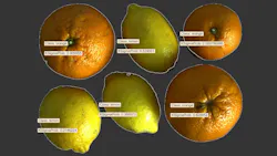 In this example, a GMM-based model is used for simple fruit classification. The selected features are object circularity and area, though additional features such as color could be added to improve robustness. The key point is that the classifier can be trained and tuned with relatively little manual effort, making it a practical option for straightforward sorting or inspection tasks. (Images and test algorithms copyright MVTec.)